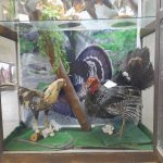 zoo-19-150x150